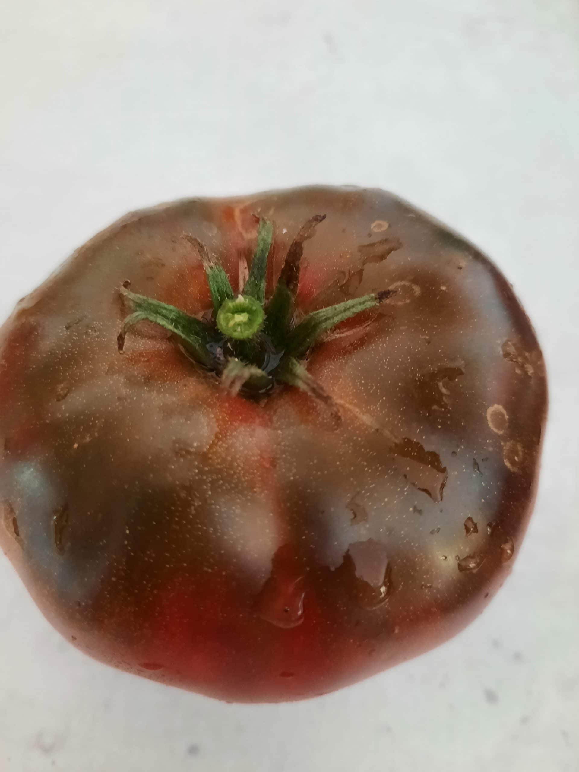 Tomate Noire de Crimée – Image 2