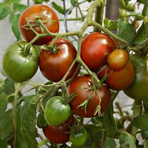 Tomate Prince Noir