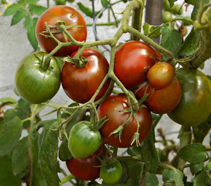Tomate Prince Noir