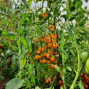 Tomate Wendy (cocktail)