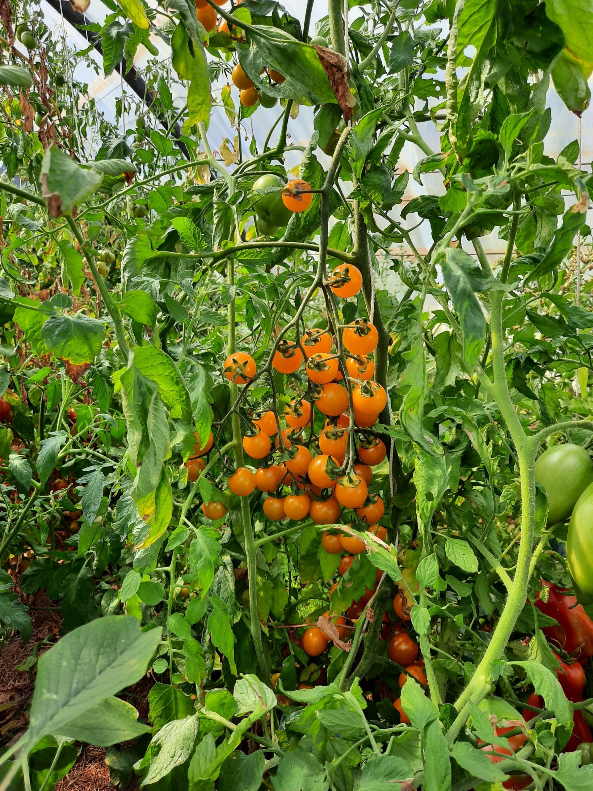 Pack Tomates Cocktail – Image 2