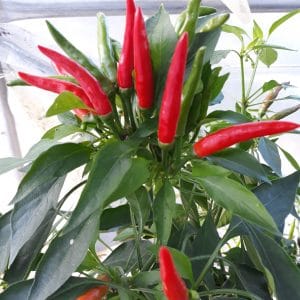 Piment Calabrais
