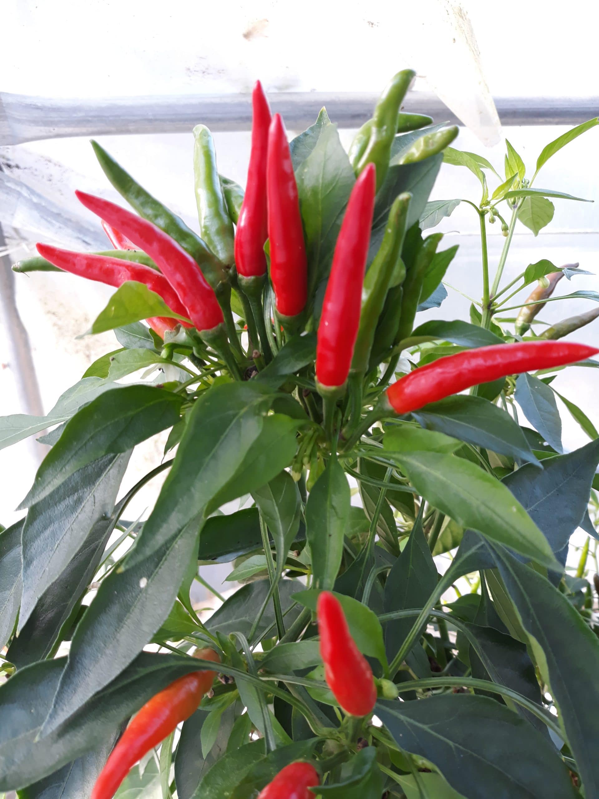 piment calabrese