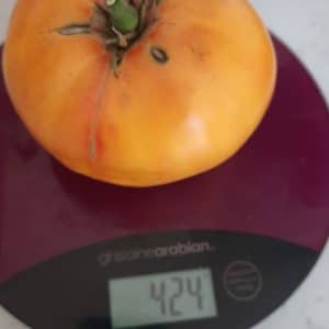 Tomate Ananas