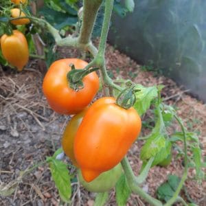 Tomate Poivron Jaune