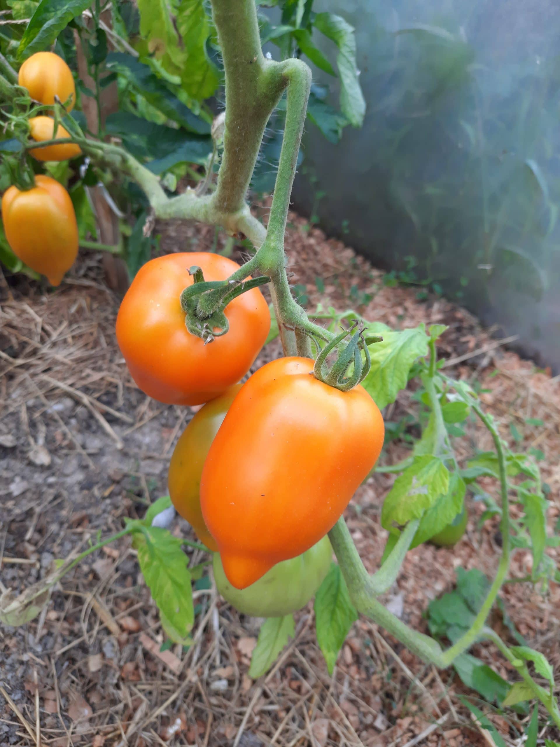 Tomate Poivron Jaune – Image 2
