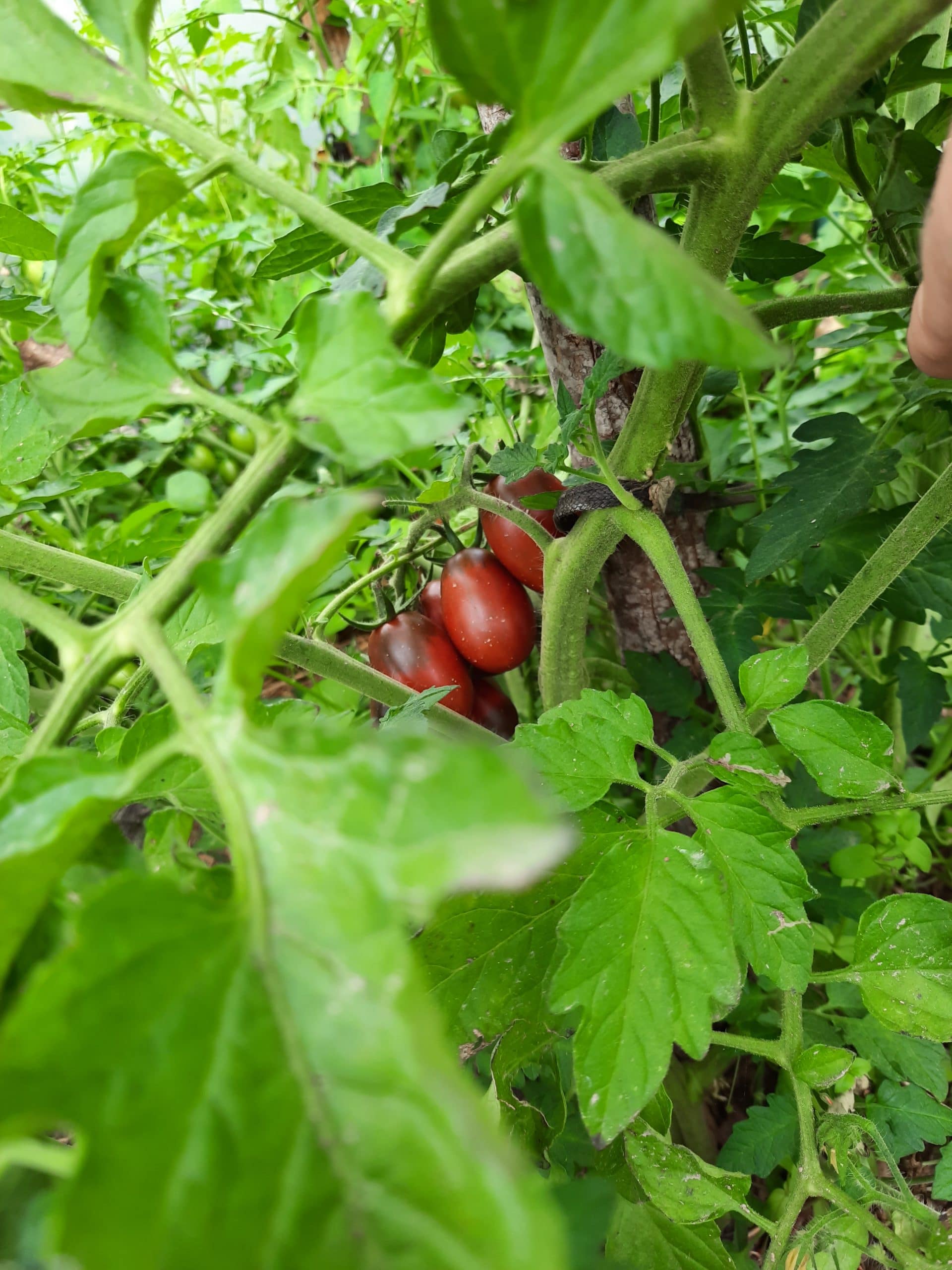 Tomate Prune Noire (Cocktail) – Image 3
