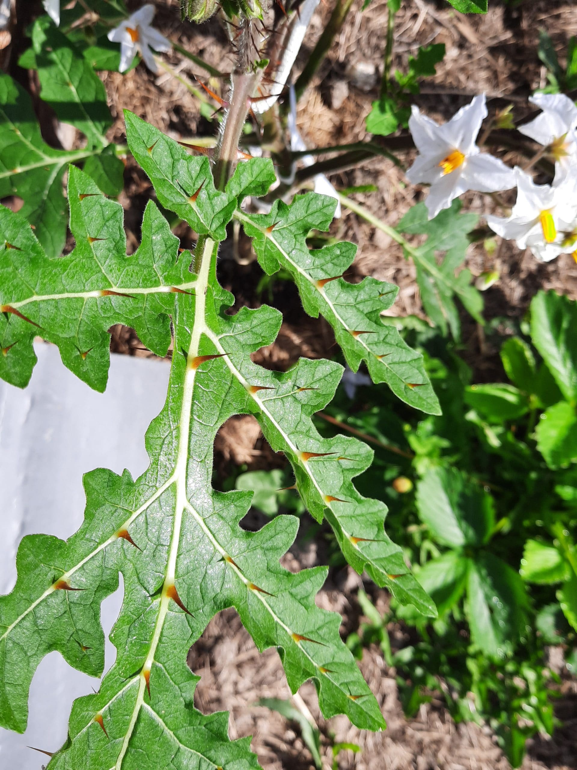 Morelle de Balbis – Image 3