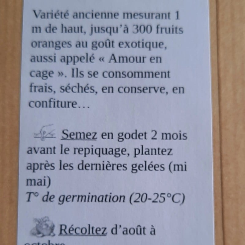 Physalis, Coqueret du Pérou (physalis peruviana) – Image 6