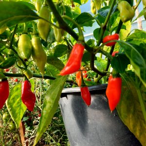 Piment Végétarien