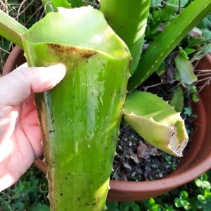 Feuille d’Aloé Véra (à venir chercher)