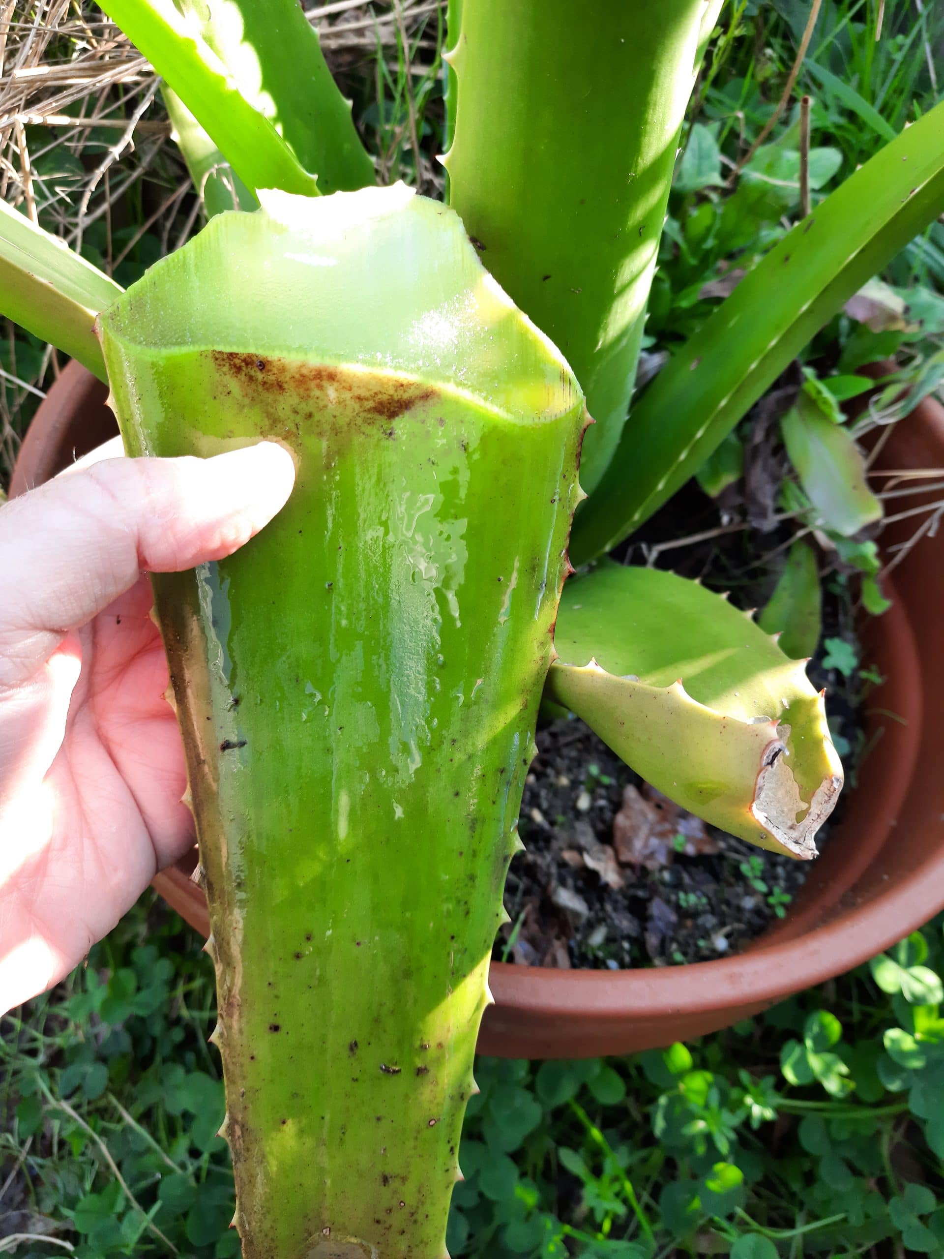 Feuille d'Aloé Vera bio