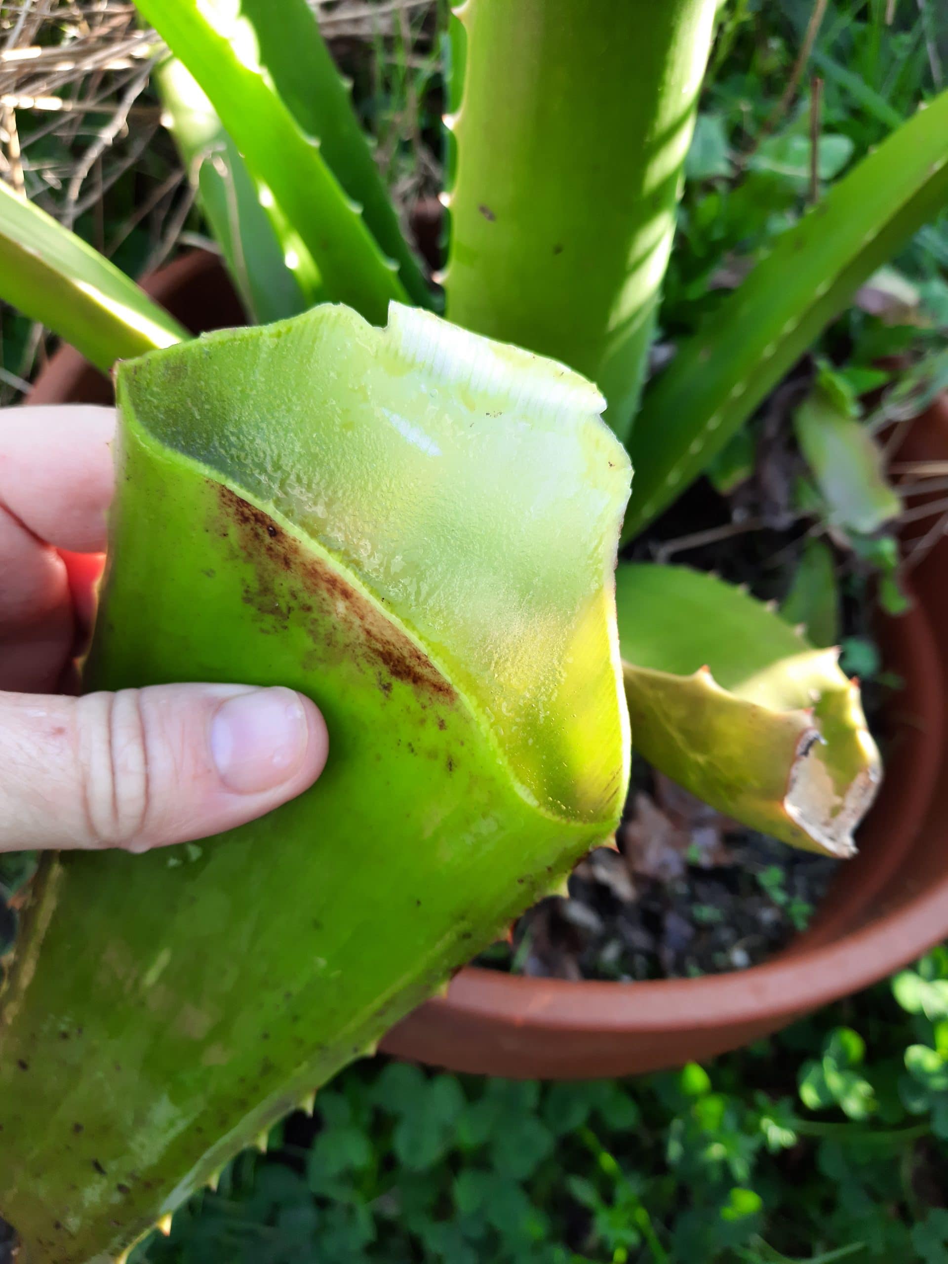 Feuille d'Aloé Véra (à venir chercher) – Image 2