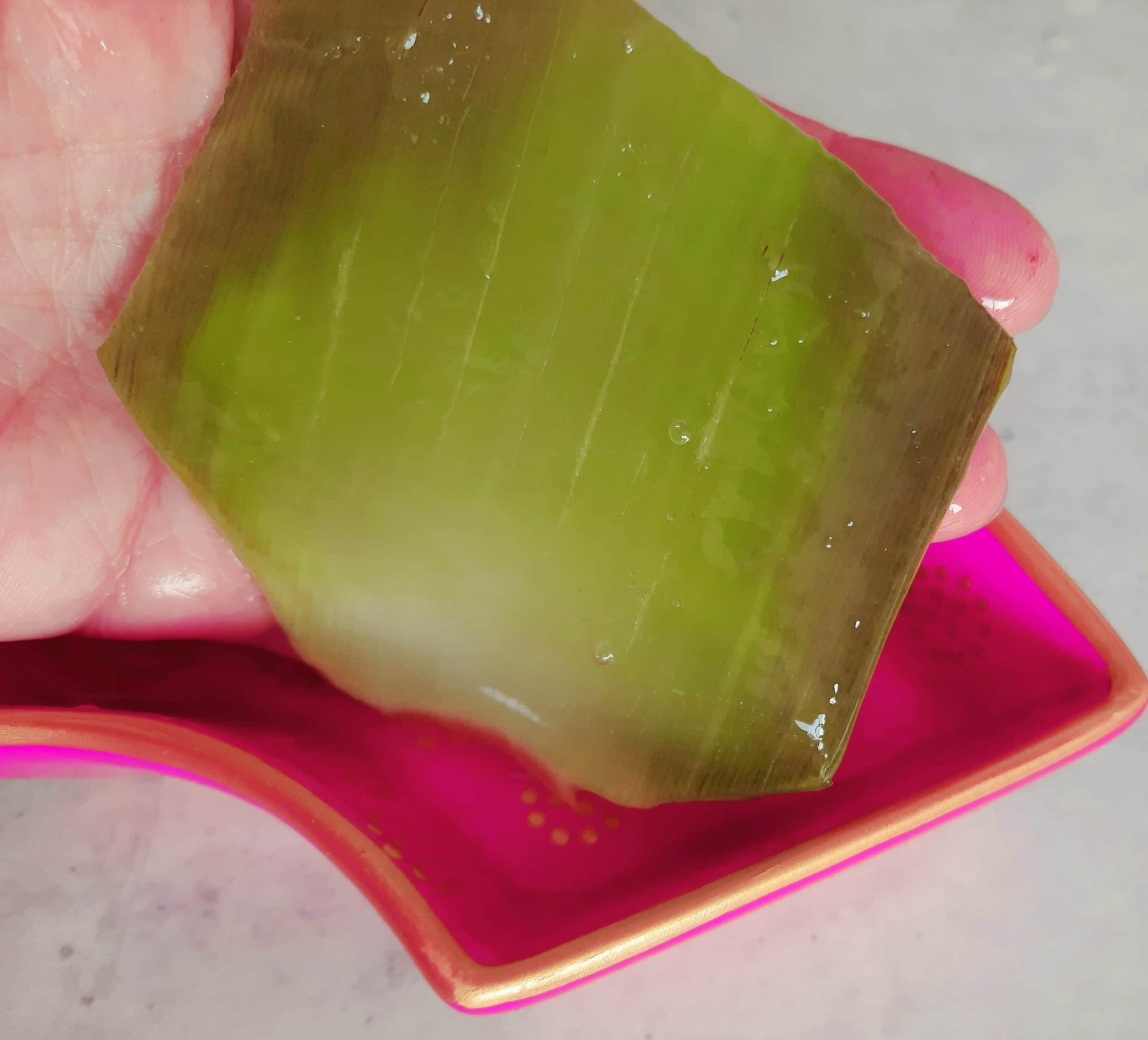Feuille d'Aloé Véra (à venir chercher) – Image 3