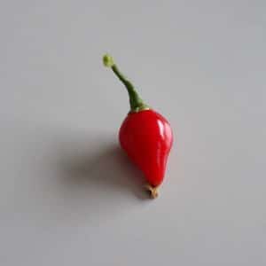 Piment Bequinho