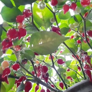 Piment Bequinho