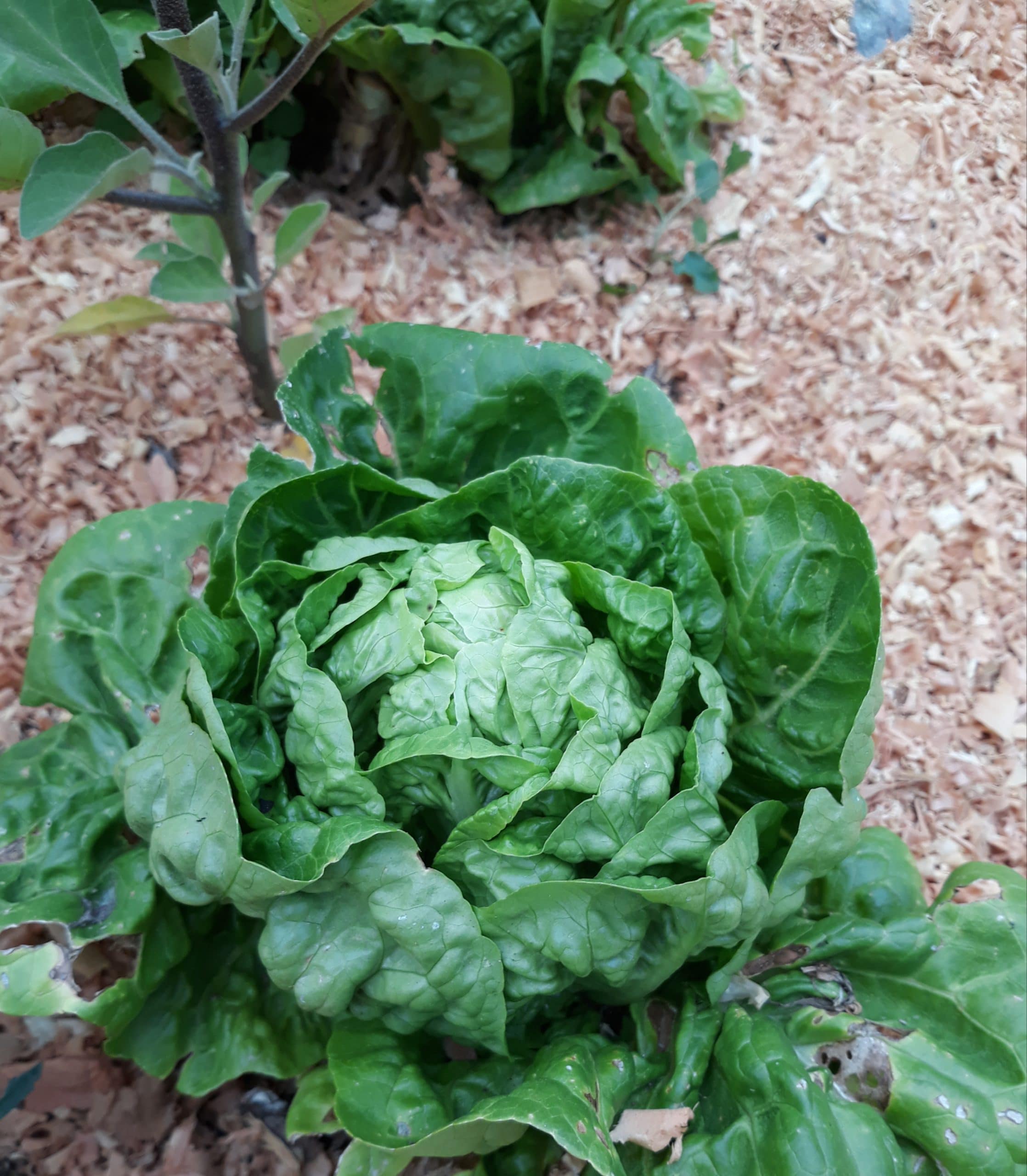 Salade Sucrine
