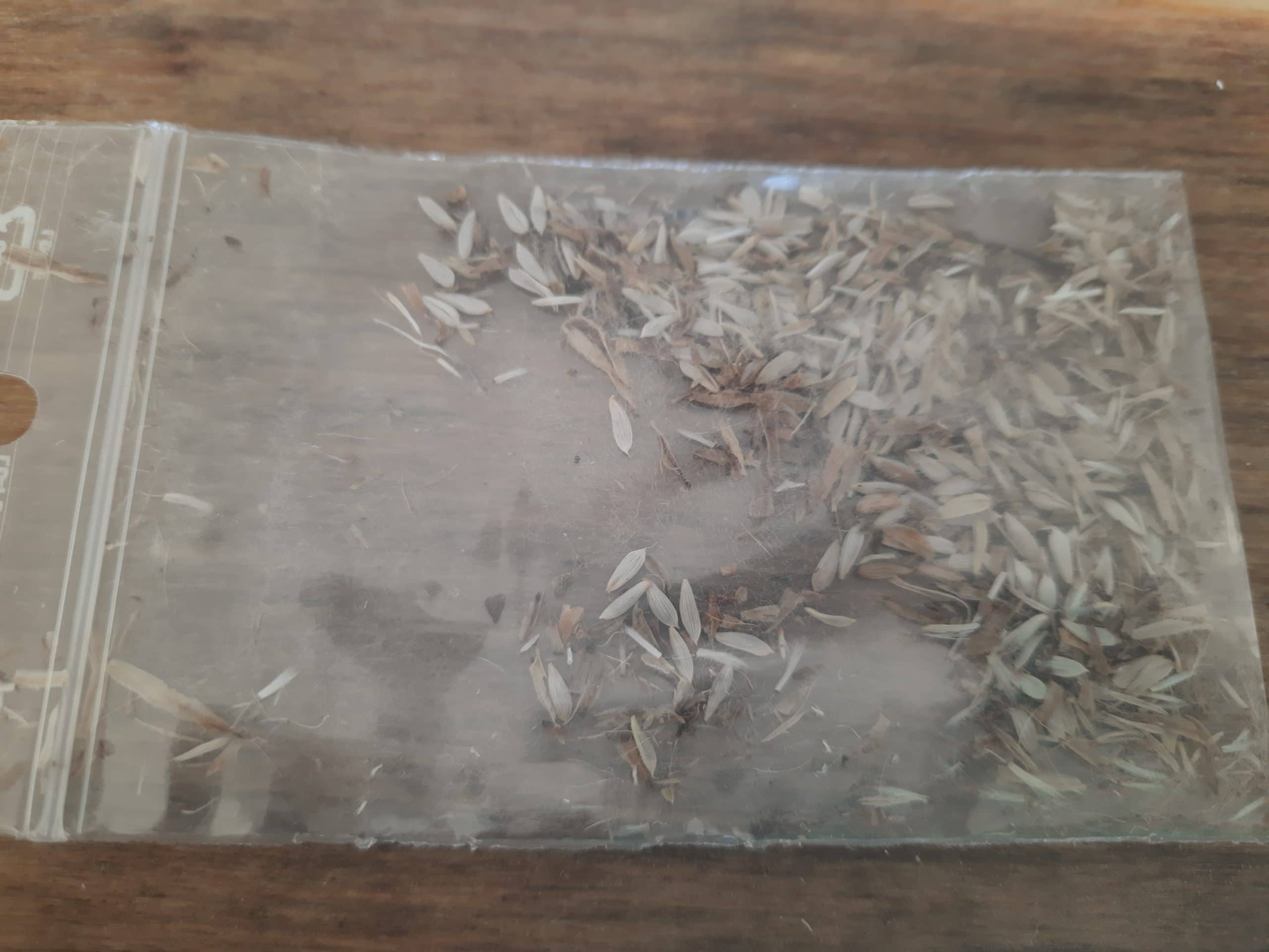 Laitue Pommée Sucrine – Image 2