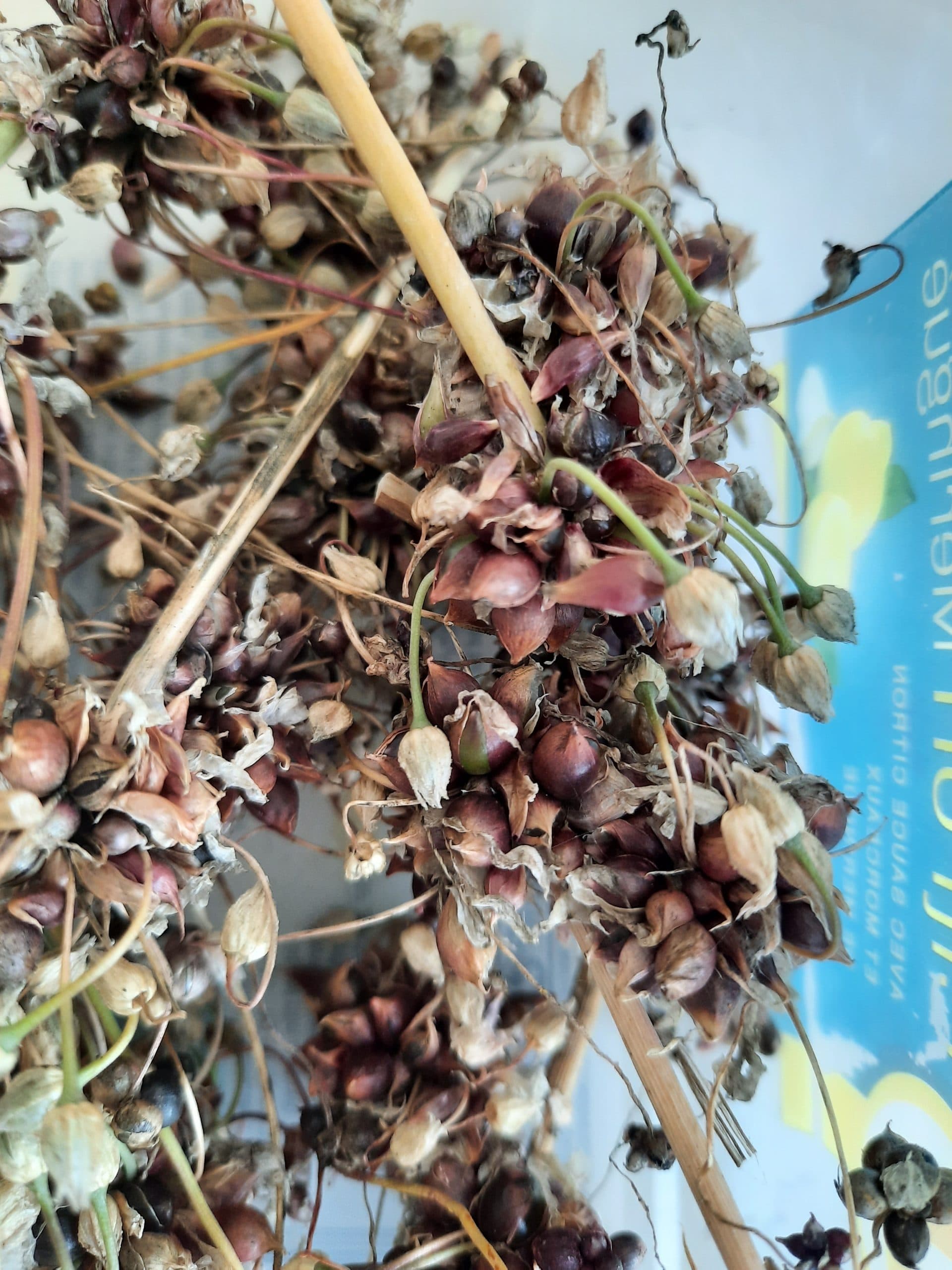 PLANTS : Ail Rocambole - Ail perpétuel (A venir chercher) – Image 3