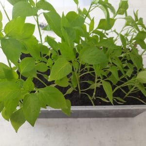 PLANTS : Poivron Corno di Torro Rosso (à venir chercher)