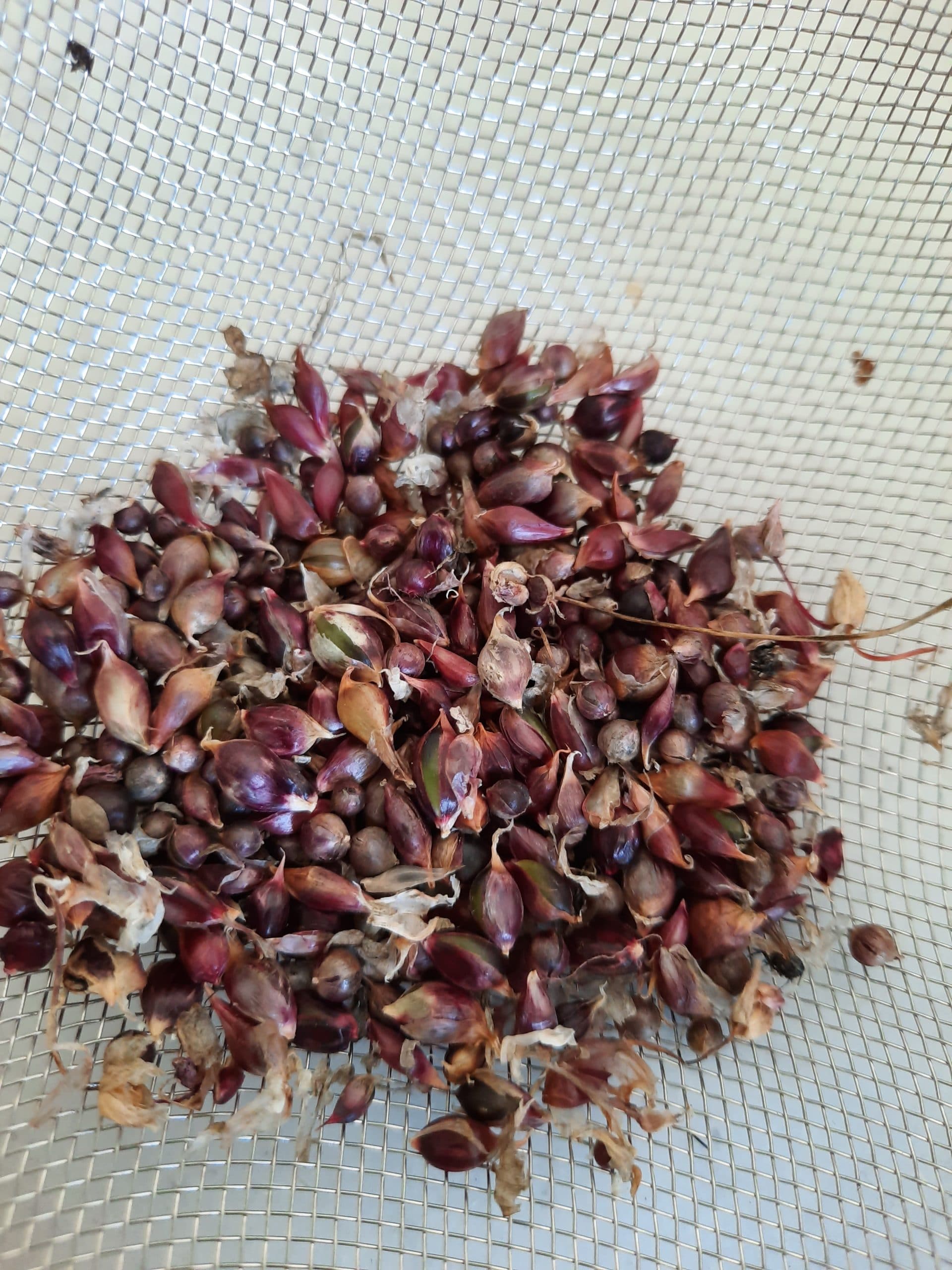 PLANTS : Ail Rocambole - Ail perpétuel (A venir chercher) – Image 4