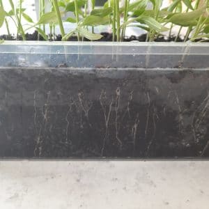 PLANTS : Poivron Corno di Torro Rosso (à venir chercher)