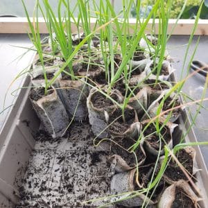 PLANTS : Ail Rocambole – Ail perpétuel (A venir chercher)