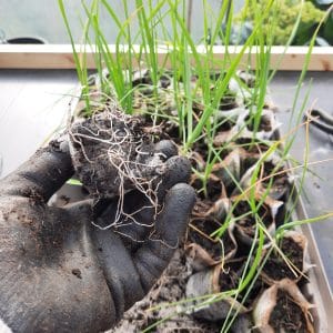 PLANTS : Ail Rocambole – Ail perpétuel (A venir chercher)