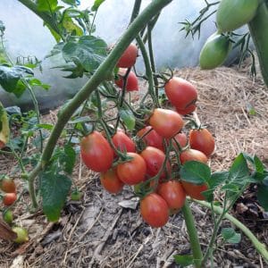 Tomate cocktail (variété inconnue désolée :)