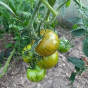 Tomate Green Zébra