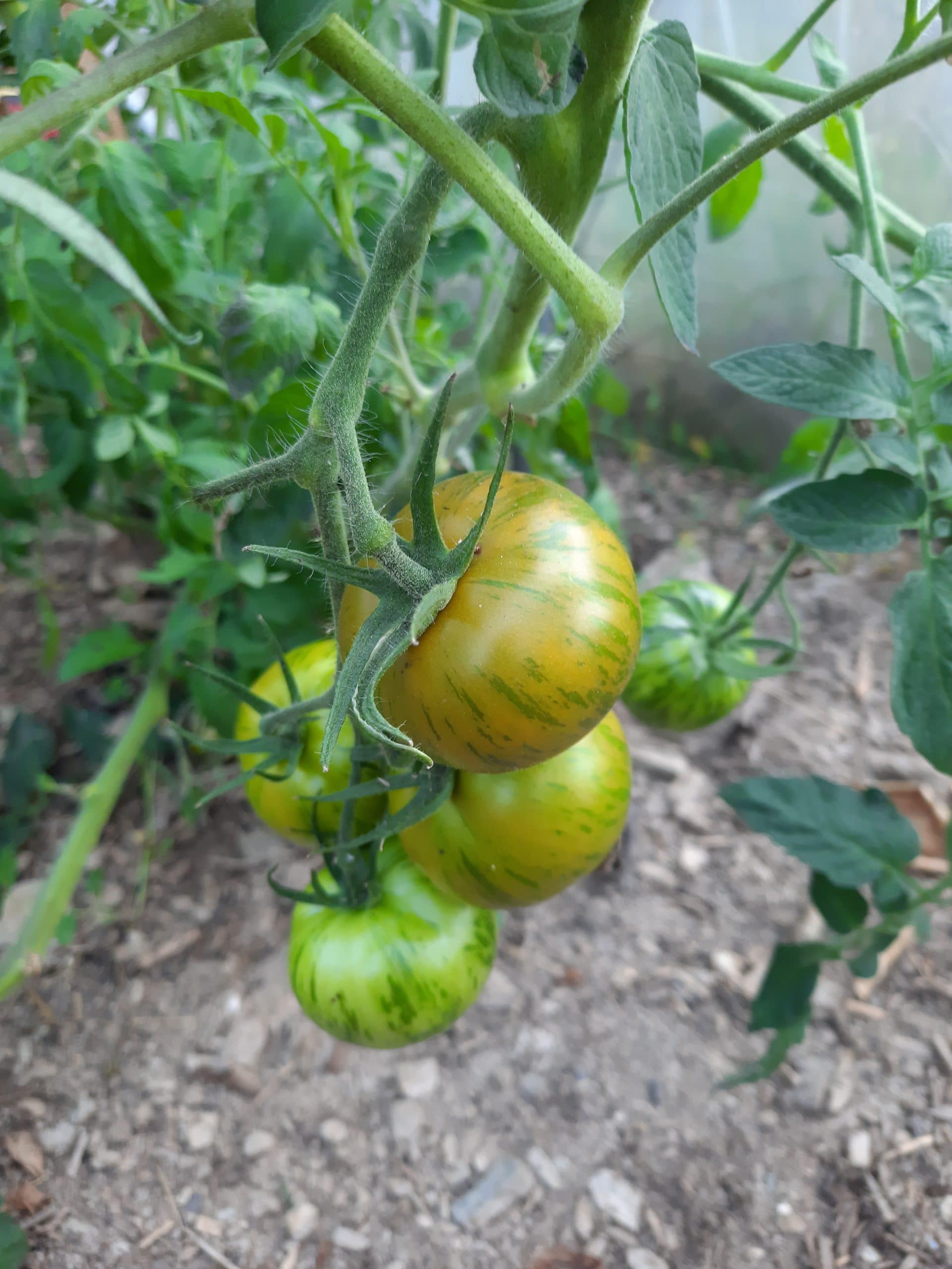 graines de tomate green zebra