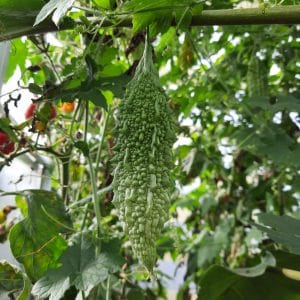 Margose ou Margoze, concombre amer