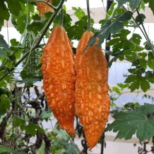 Margose ou Margoze, concombre amer