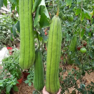 Courge Luffa, Courge Eponge