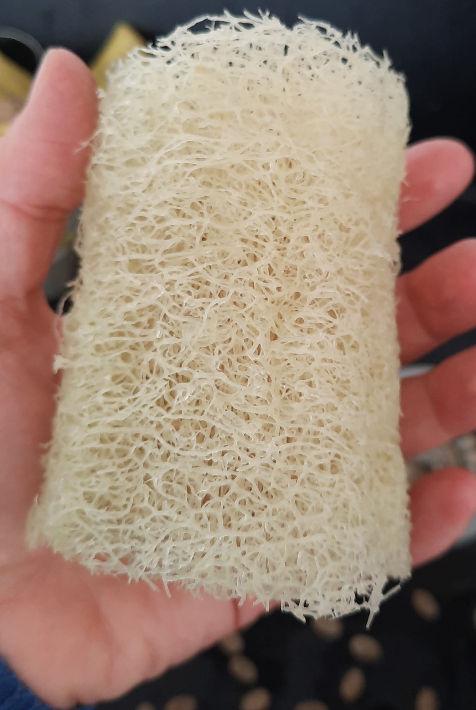 Courge Luffa, Courge Eponge – Image 4