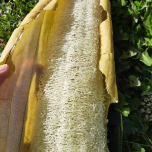 Courge Luffa, Courge Eponge