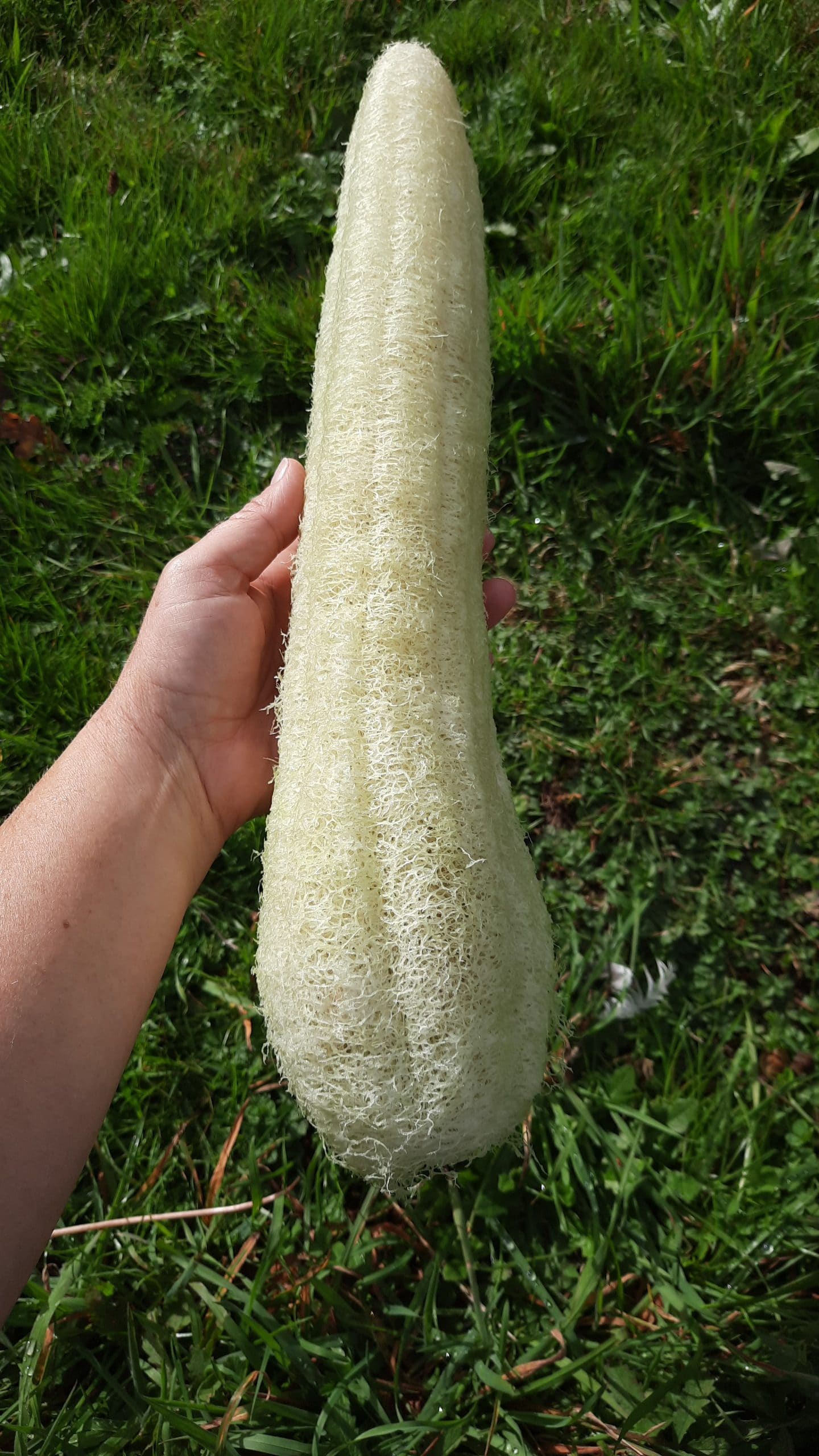 Courge Luffa, Courge Eponge – Image 3