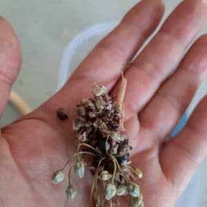 Bulbes Ail Rocambole (Ail Perpétuel)