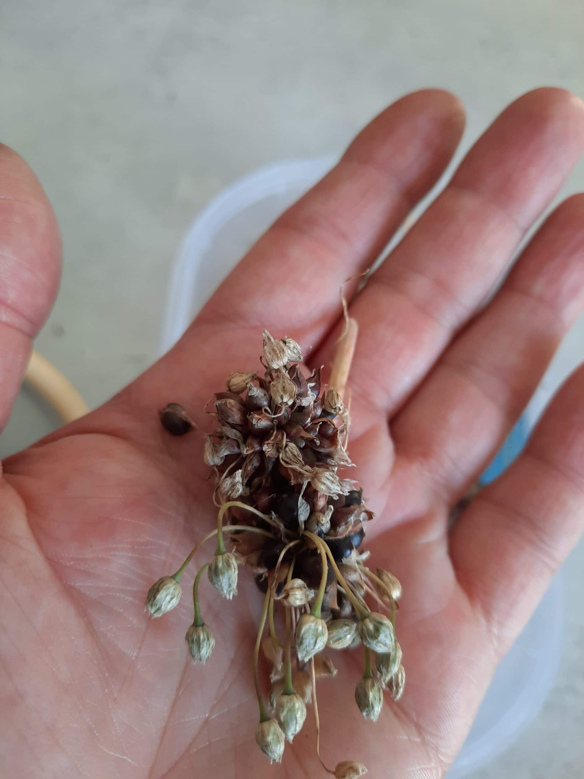 récolte de l'ail perpétuel