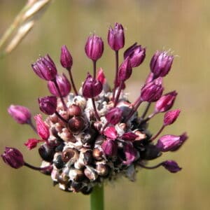Bulbes Ail Rocambole (Ail Perpétuel)