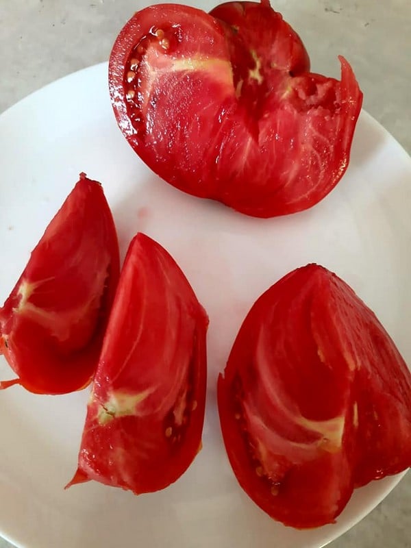 La Tomate "René1907" – Image 4