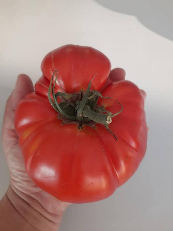 La Tomate "René1907" – Image 3