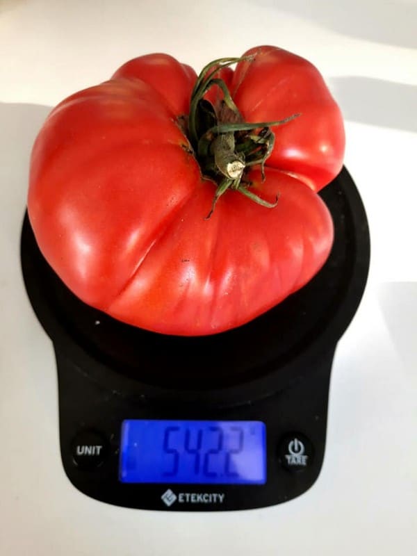 La Tomate "René1907"
