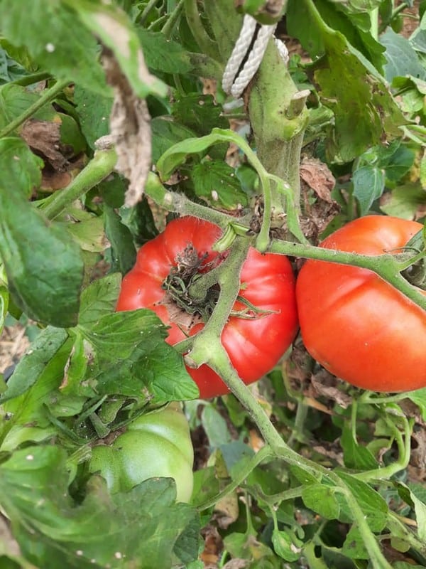 La Tomate "René1907" – Image 2