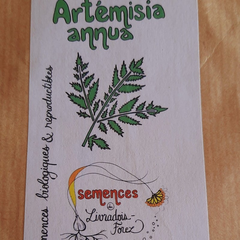Sachet de 200 graines d'artemisia annua ou armoise annuelle