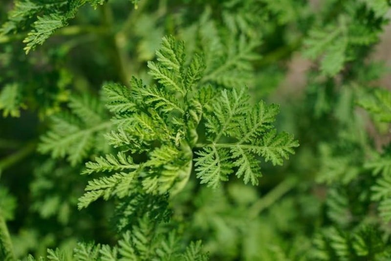 graines d'artémisia annua