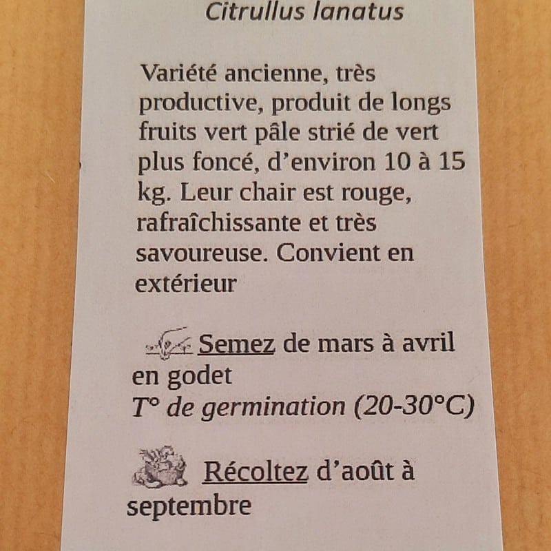 Pastèque Jubilée (Citrullus lanatus) – Image 2