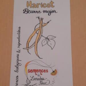 Haricot Beurre major (Phaseolus vulgaris Major)