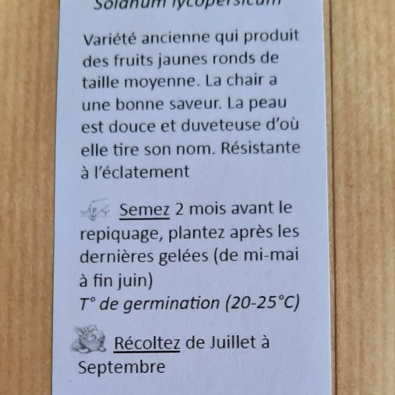 graines de solanum lycopersicum, tomate peche jaune.