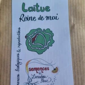 Laitue Reine de Mai (lactuca sativa)